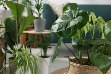 Photo of Beautiful monstera and another houseplants indoors. Space for text