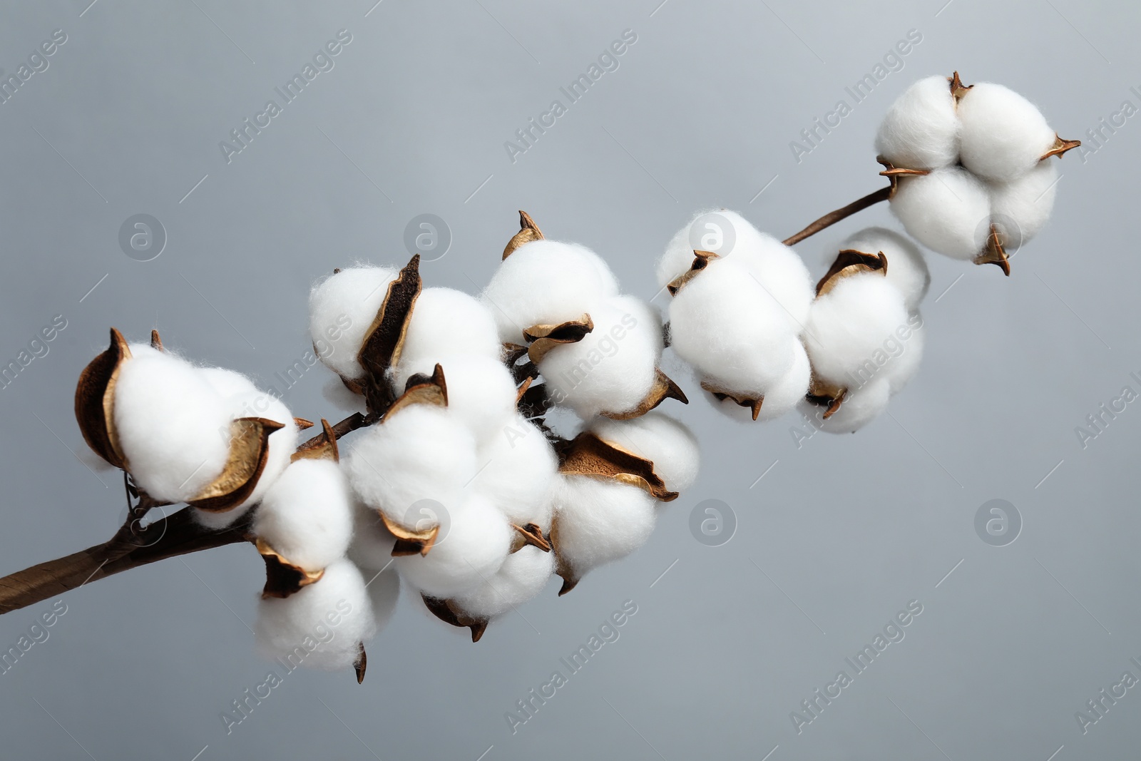 Photo of Beautiful cotton branch with fluffy flowers on light grey background