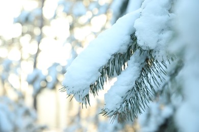 Photo of Snowy pine branches in winter forest, closeup