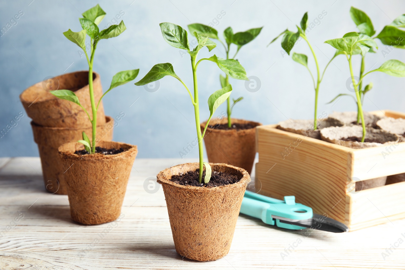 Photo of Vegetable seedlings in peat pots on wooden table against blue background