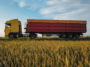 Modern bright truck on road near wheat field