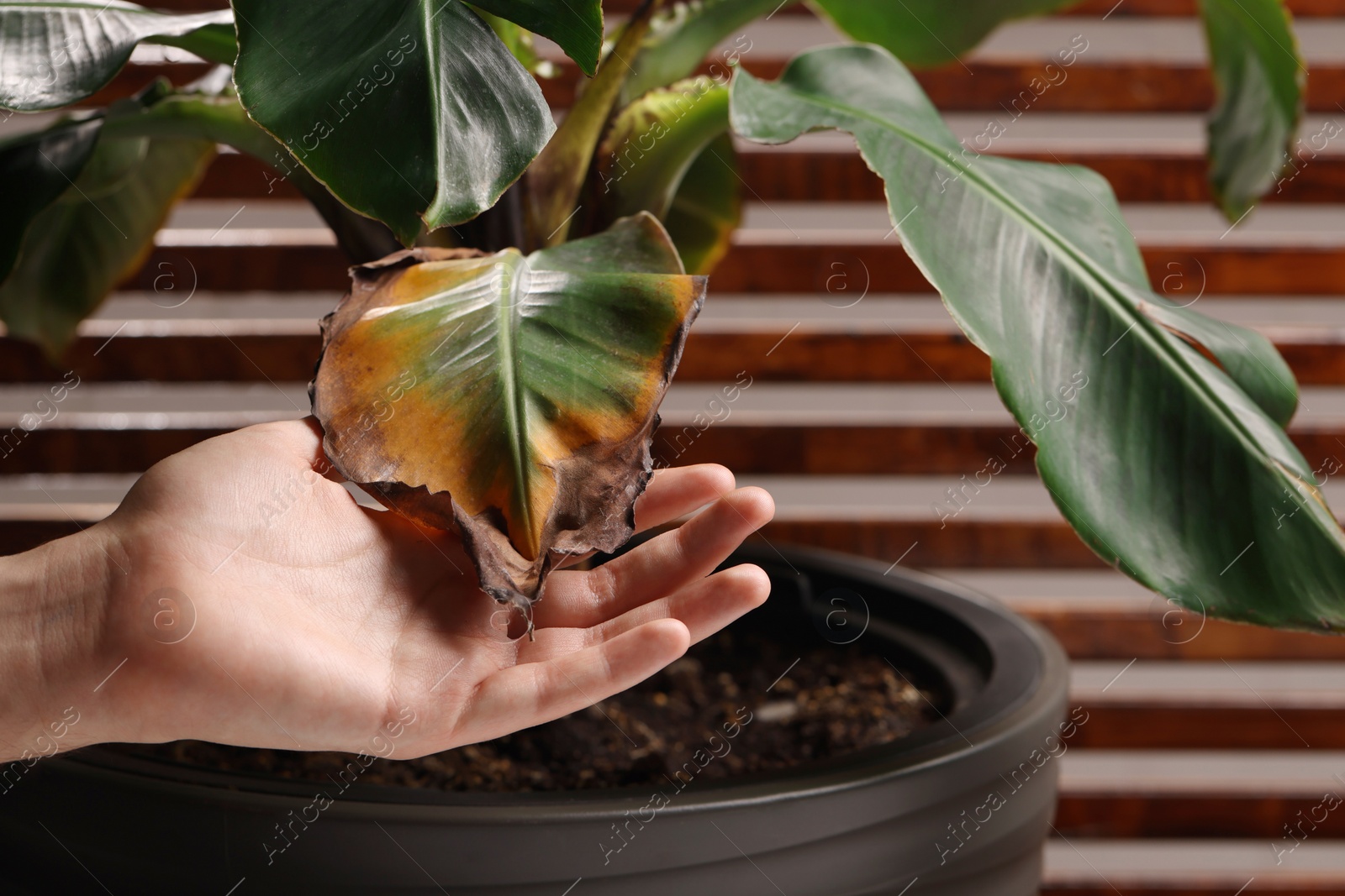 Photo of Man touching houseplant with damaged leaves indoors, closeup