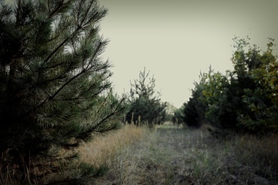 Photo of Beautiful young pine growing outdoors. Space for text