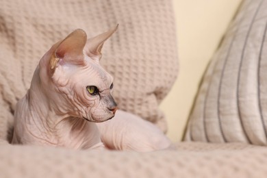 Photo of Beautiful Sphynx cat relaxing on sofa at home, closeup with space for text. Lovely pet