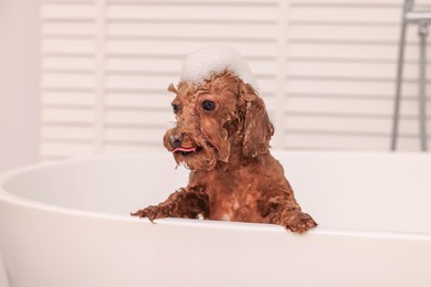 Photo of Cute Maltipoo dog with foam in bathtub indoors. Lovely pet