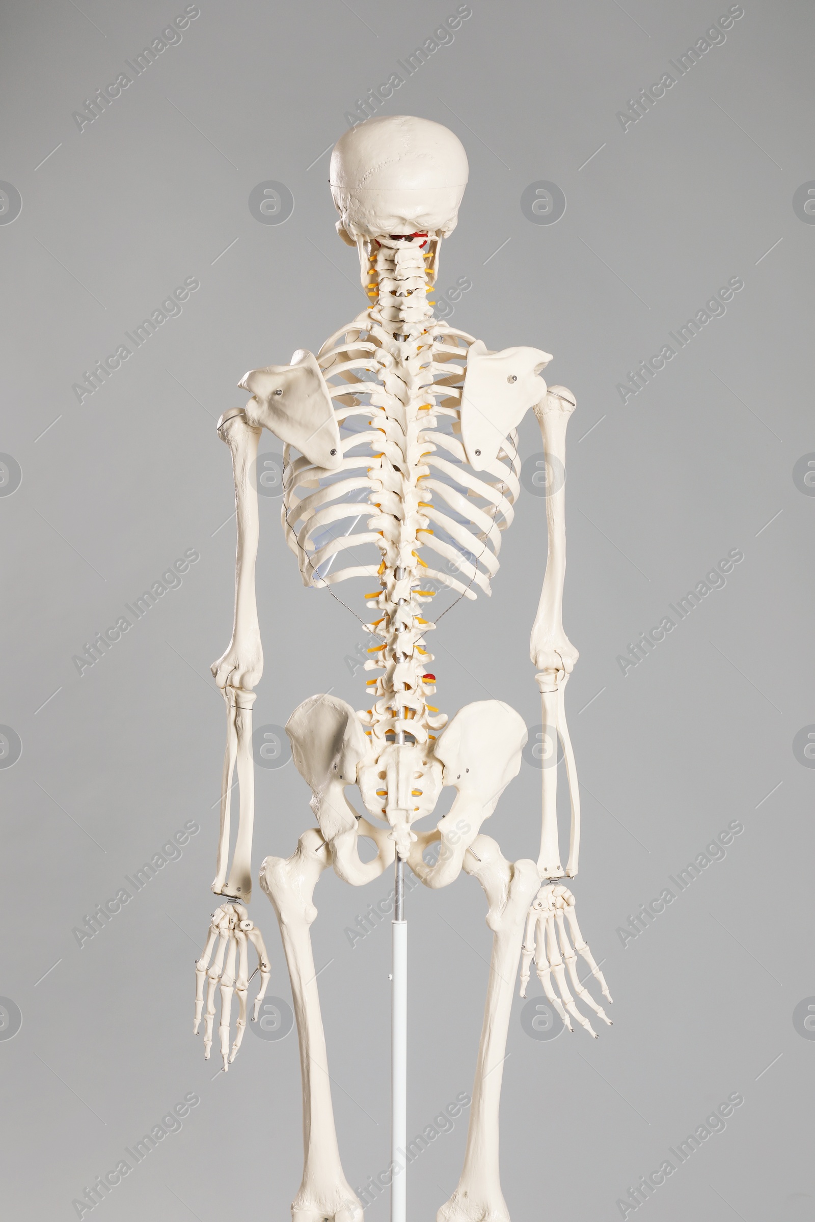 Photo of Artificial human skeleton model on grey background, back view