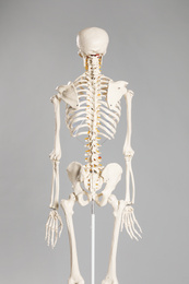 Artificial human skeleton model on grey background, back view