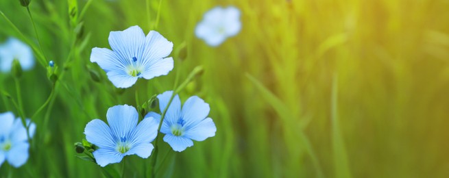 Image of Beautiful blooming flax plants on blurred background, closeup view with space for text. Banner design
