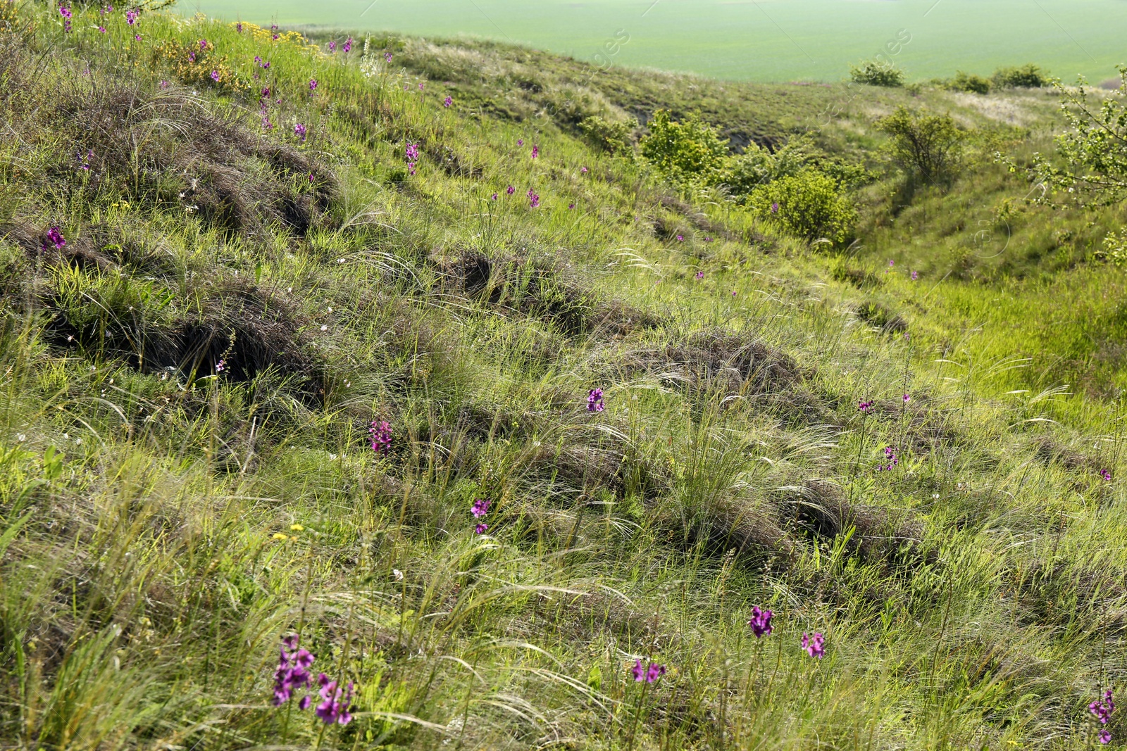 Photo of Beautiful flowers growing in meadow on sunny day