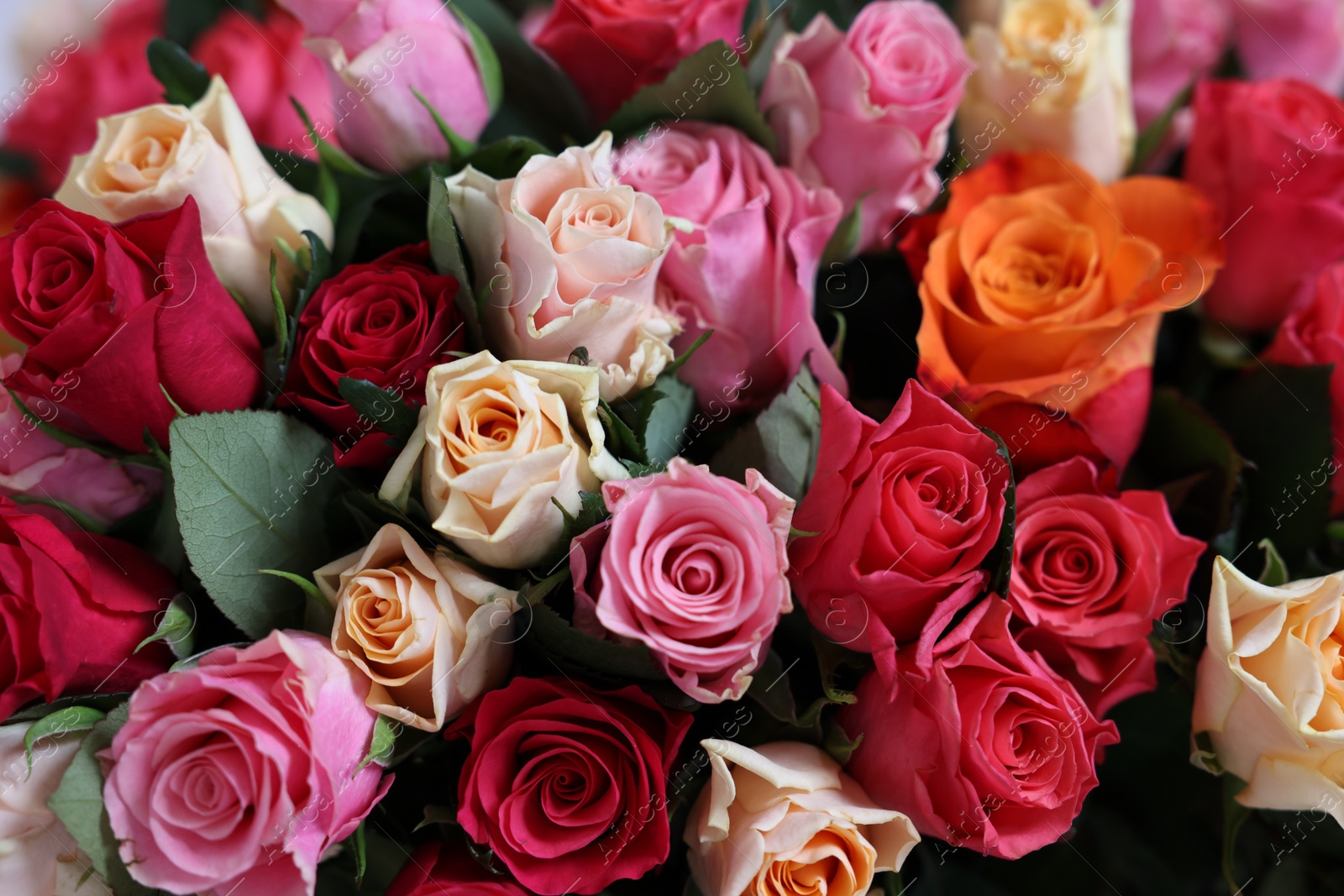 Photo of Bouquet of beautiful roses as background, closeup