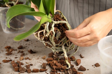 Photo of Woman transplanting orchid plant on table, closeup