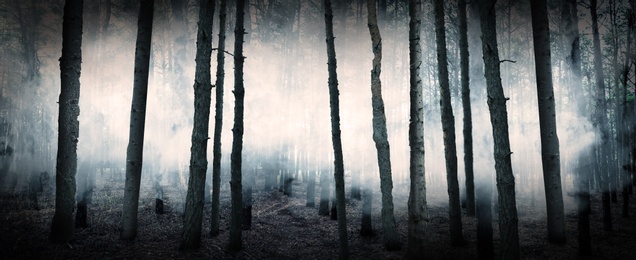 Image of Fantasy world. Creepy foggy forest with tall trees, banner design