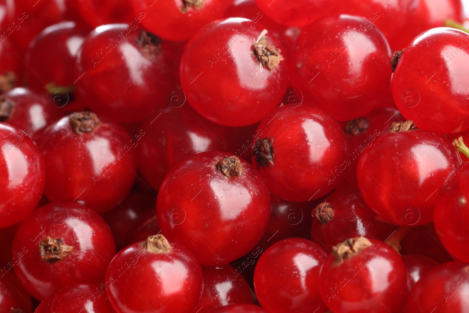 Photo of Many tasty fresh red currants as background, closeup