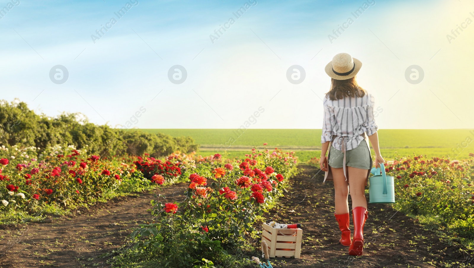 Photo of Woman with watering can walking near rose bushes outdoors. Gardening tool