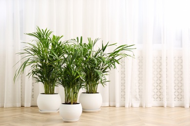 Photo of Beautiful indoor palm plants on floor in room, space for text. House decoration