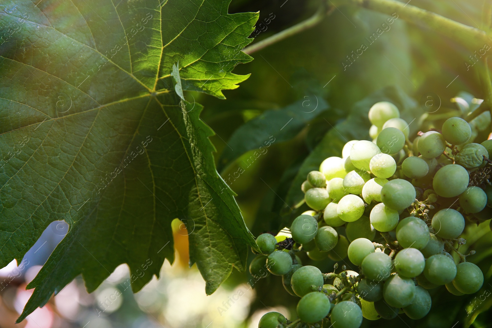 Photo of Bunch of ripening grapes on branch in vineyard