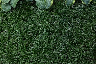 Photo of Texture of green grass as background, top view