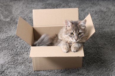 Cute fluffy cat in cardboard box on carpet