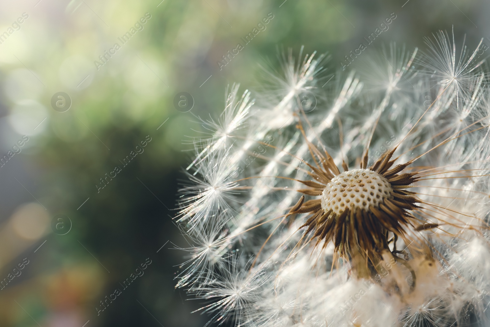 Photo of Beautiful dandelion flower on blurred green background, closeup. Space for text