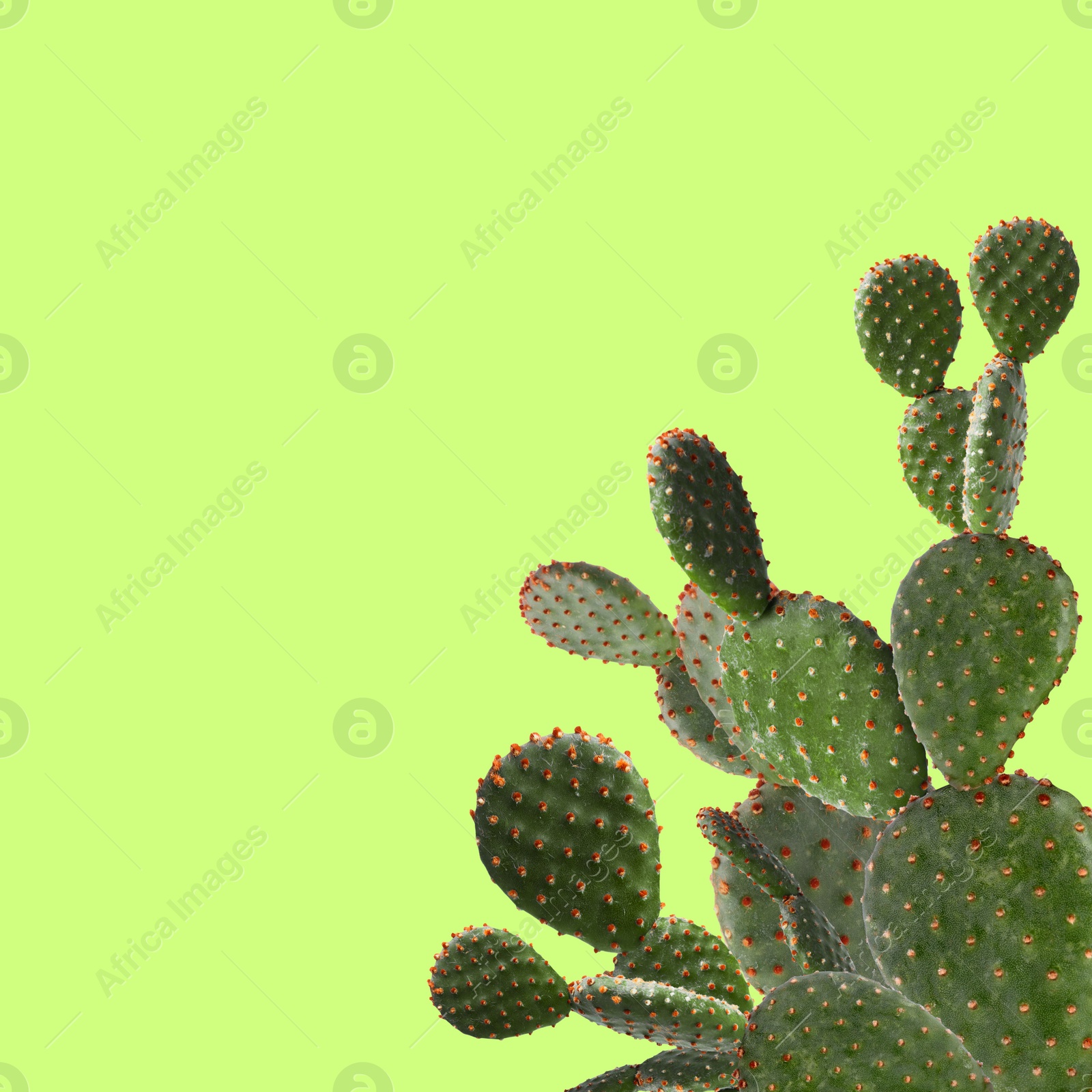 Image of Beautiful green cactus plant on green yellow background, space for text