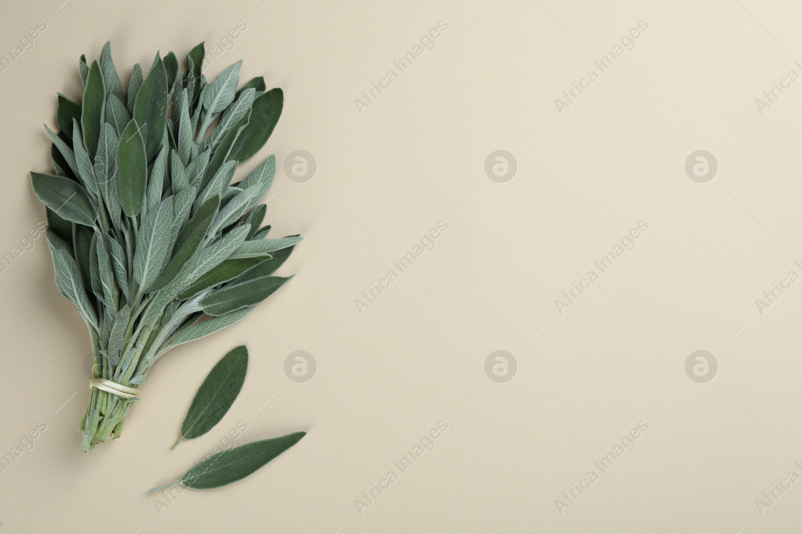 Photo of Bunch of fresh sage on light background, flat lay. Space for text