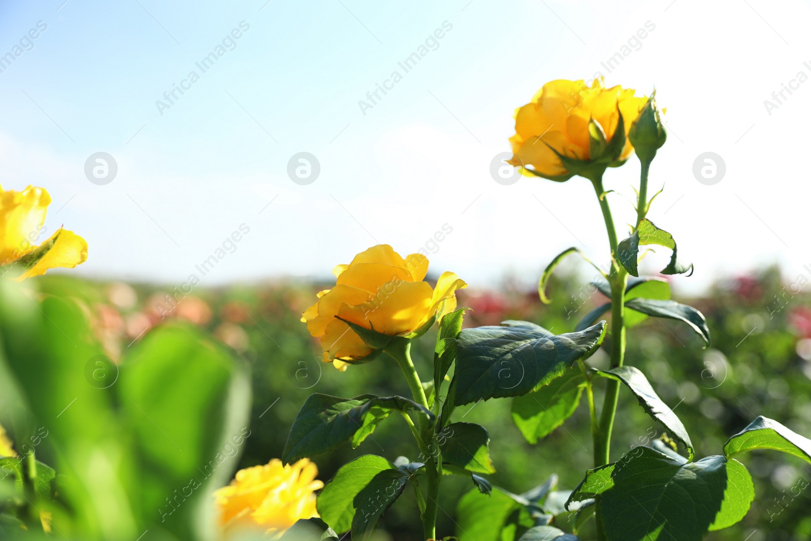 Photo of Beautiful roses in blooming garden on sunny day