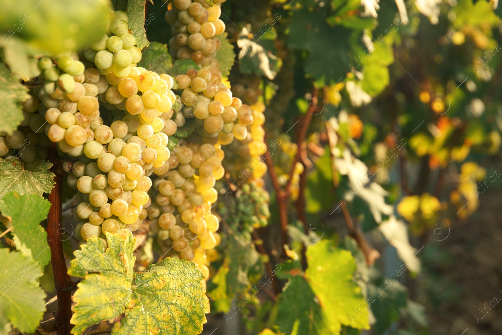 Photo of Bunches of grapes growing in vineyard on sunny day. Wine production