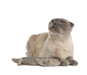 Cute Scottish fold cat and bearded lizard on white background. Funny pets