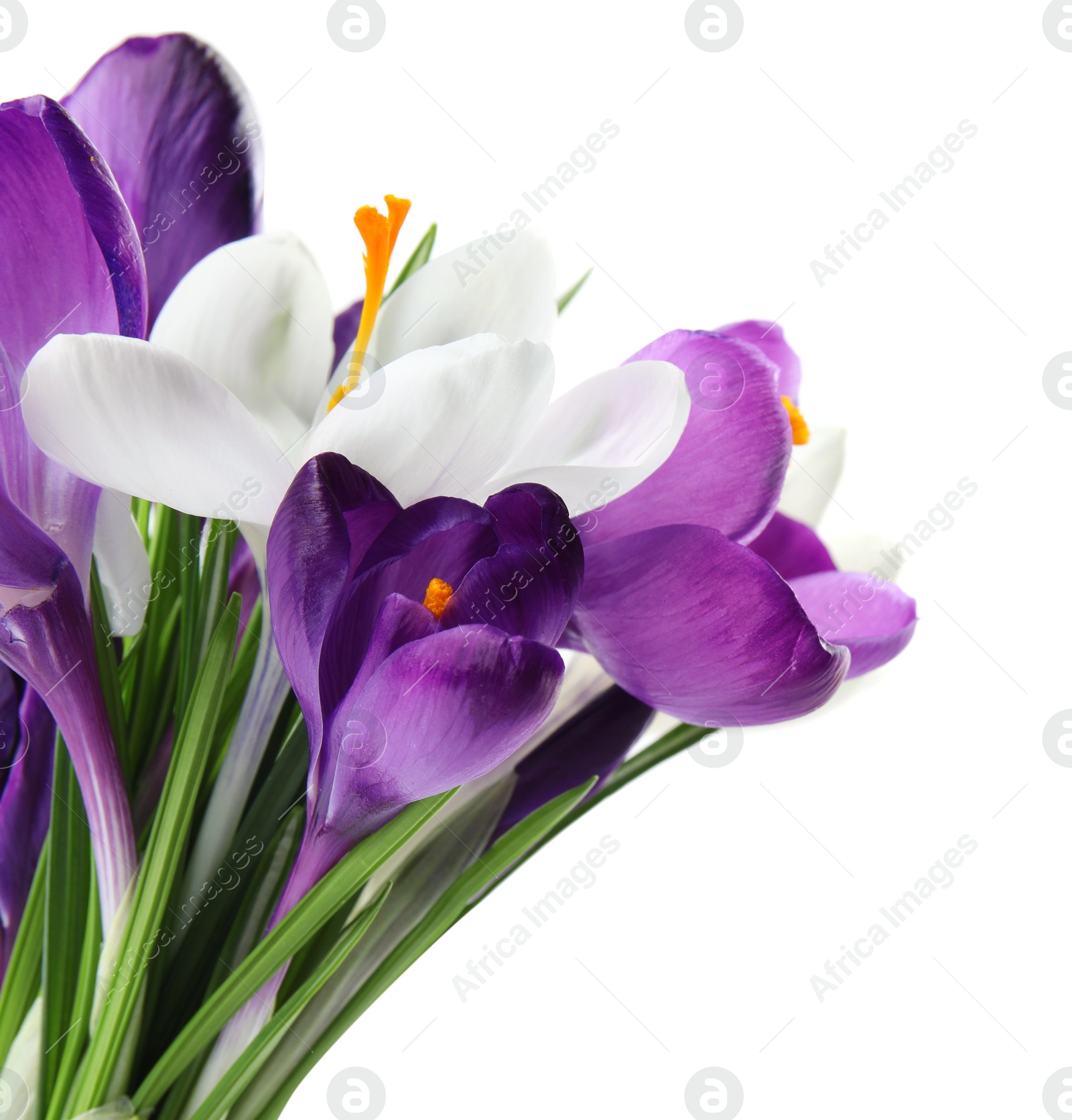 Photo of Beautiful colorful crocus flowers on white background. Springtime