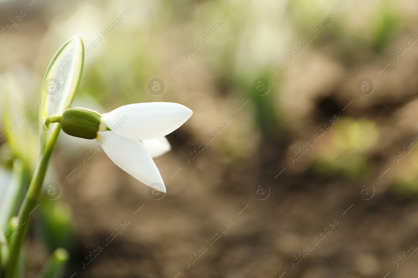 Photo of Beautiful snowdrop outdoors, closeup with space for text. Early spring flower