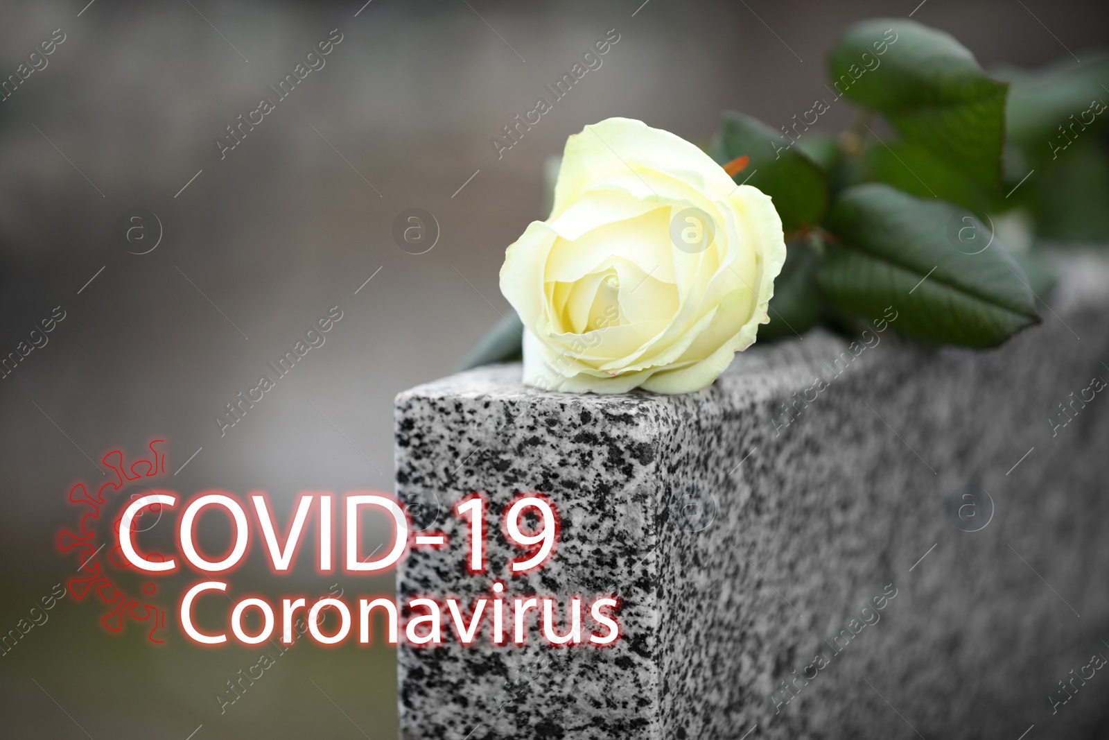 Image of Funeral ceremony devoted to coronavirus victims. White rose on tombstone outdoors