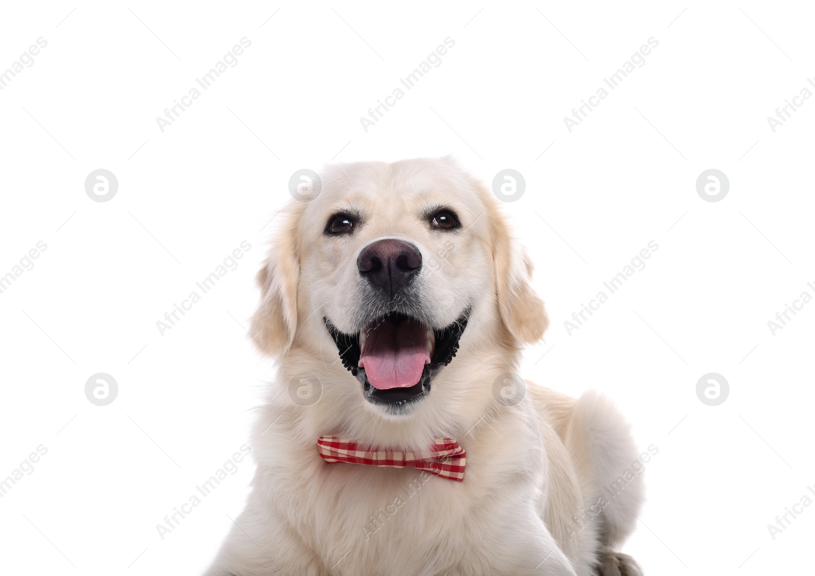 Photo of Cute Labrador Retriever with stylish bow tie on white background