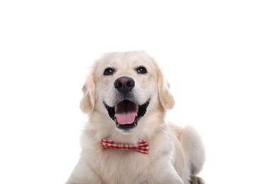 Photo of Cute Labrador Retriever with stylish bow tie on white background