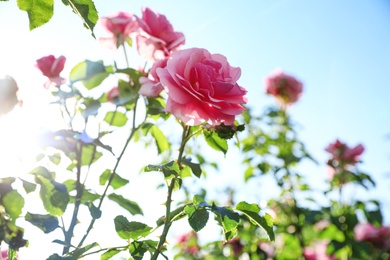 Photo of Green bush with beautiful roses in blooming garden on sunny day