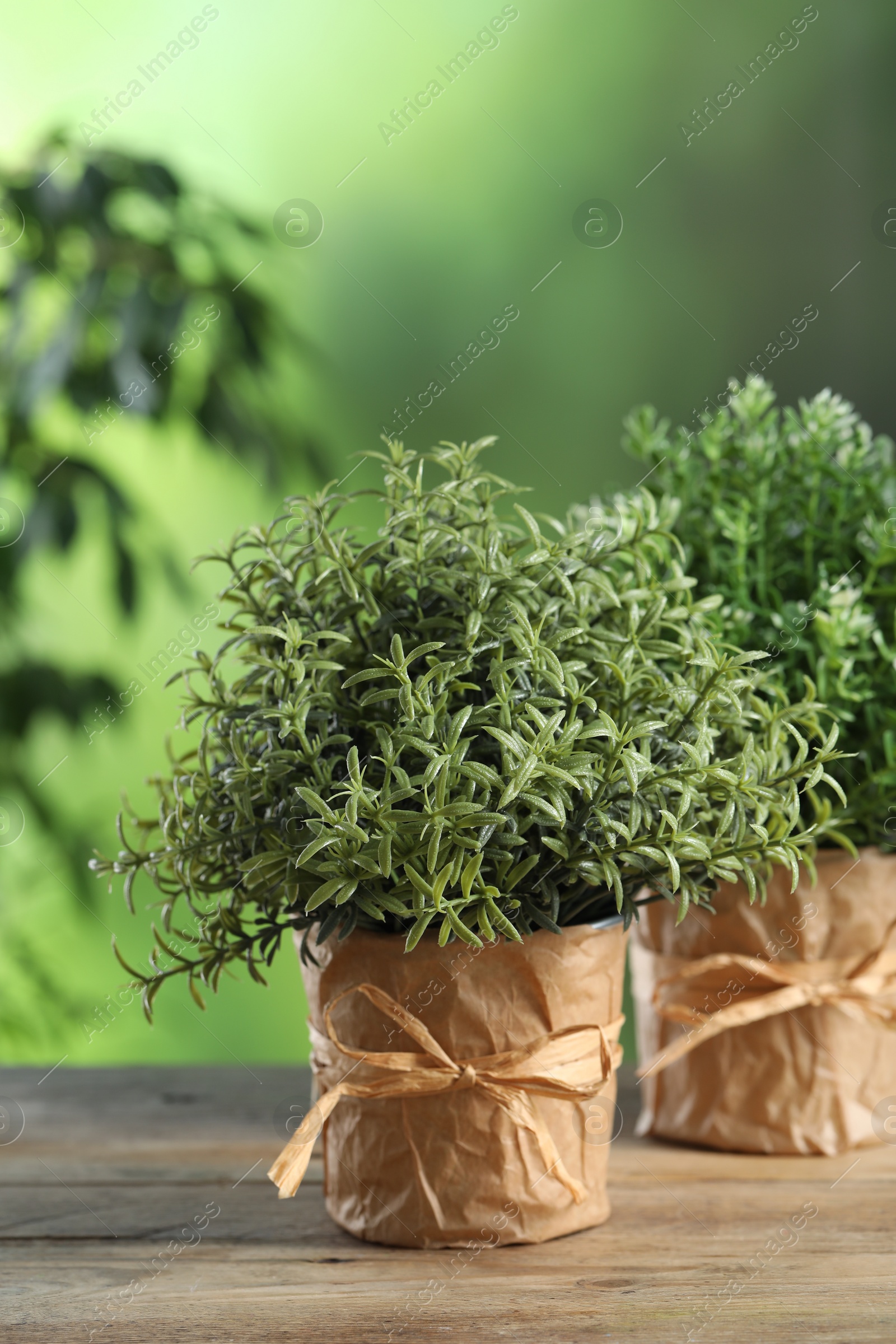 Photo of Aromatic rosemary and thyme growing in pots on wooden table outdoors