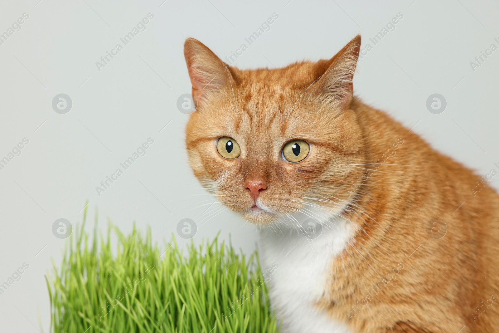 Photo of Cute ginger cat and green grass near light grey wall