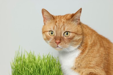 Photo of Cute ginger cat and green grass near light grey wall