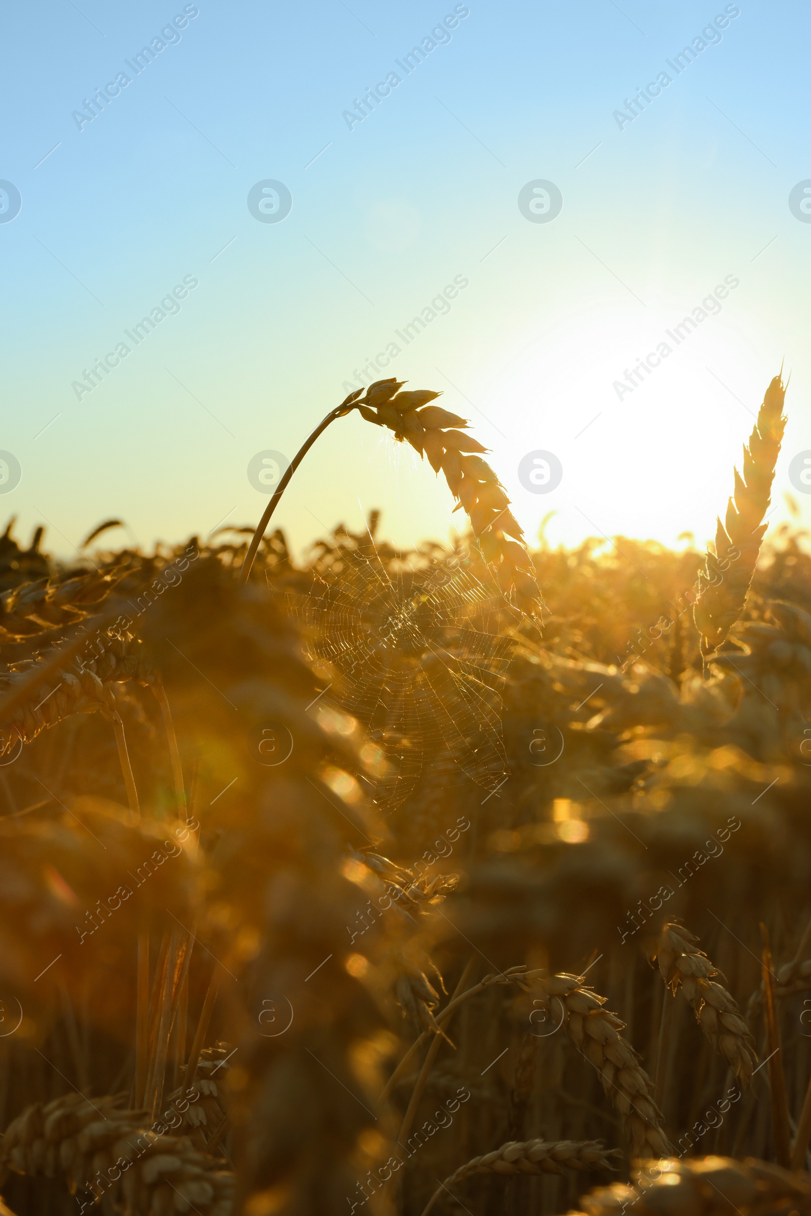 Photo of Beautiful agricultural field with ripe wheat spikes on sunny day against blue sky