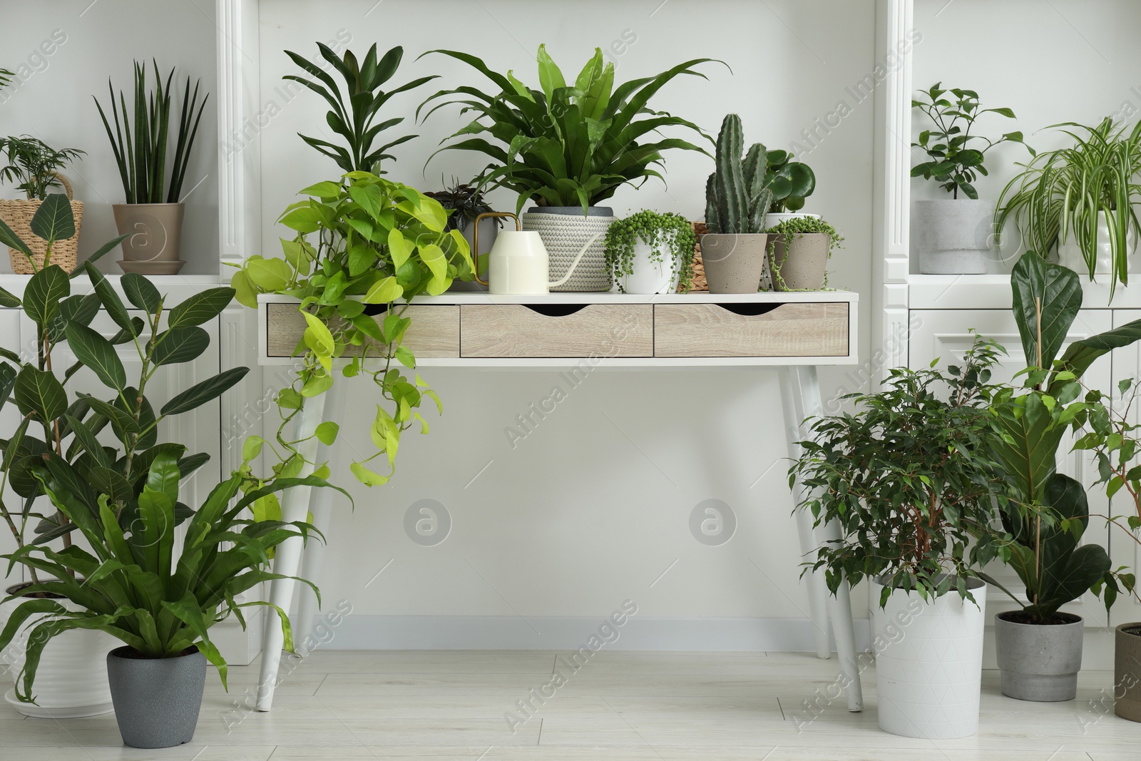 Photo of Green potted houseplants on table and shelves indoors