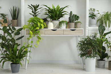 Photo of Green potted houseplants on table and shelves indoors