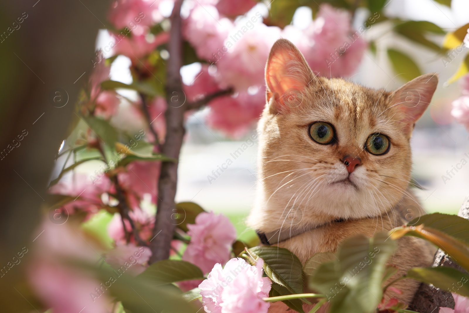 Photo of Cute cat among blossoming spring tree branches outdoors