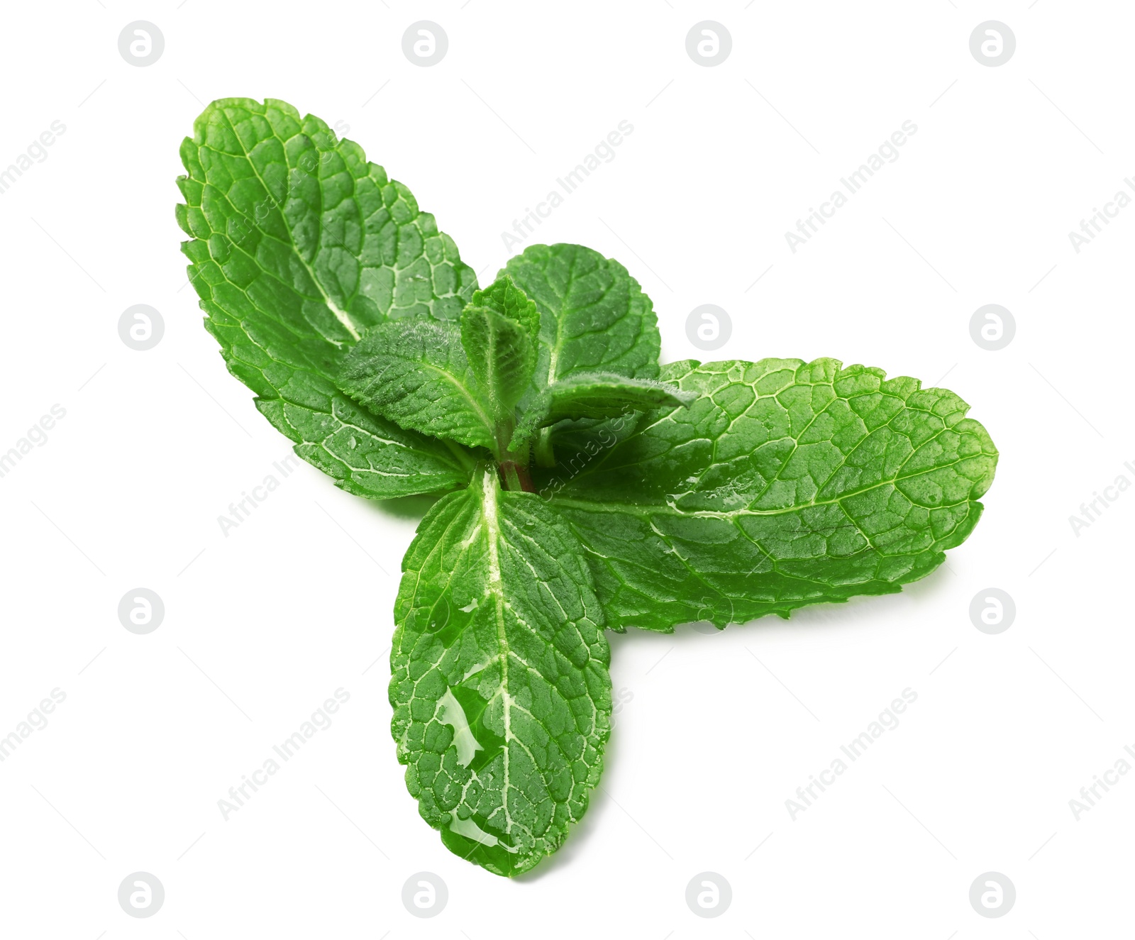 Photo of Wet twig of fresh mint isolated on white