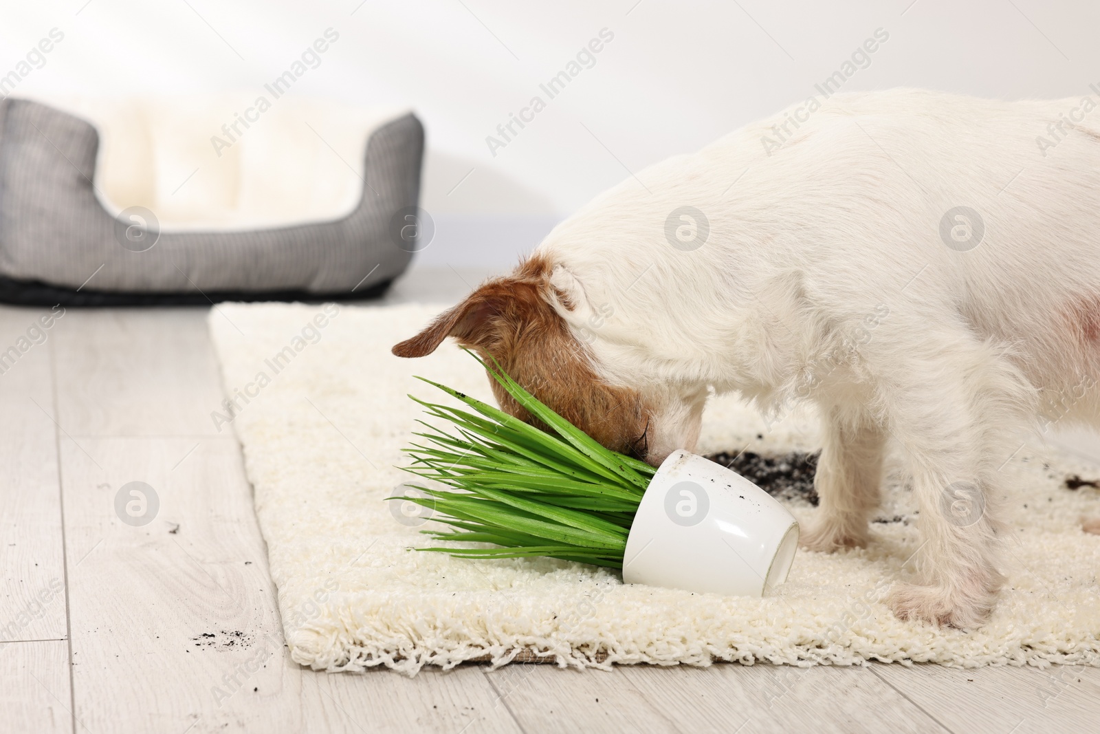 Photo of Cute dog near overturned houseplant on rug indoors