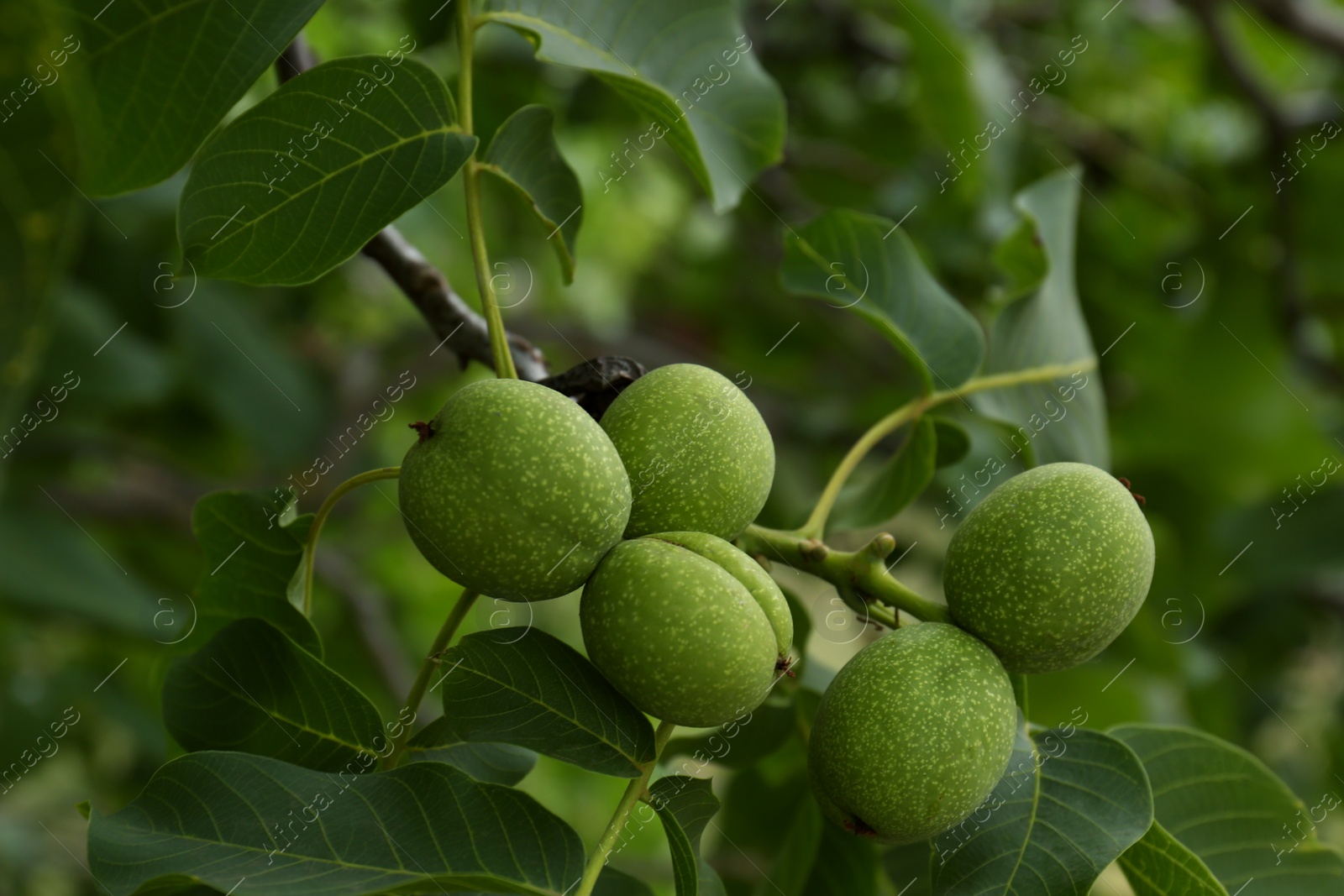 Photo of Green unripe walnuts on tree branch, closeup