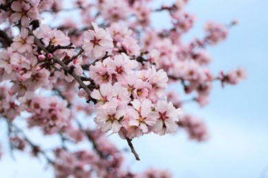 Delicate spring pink cherry blossoms on tree outdoors