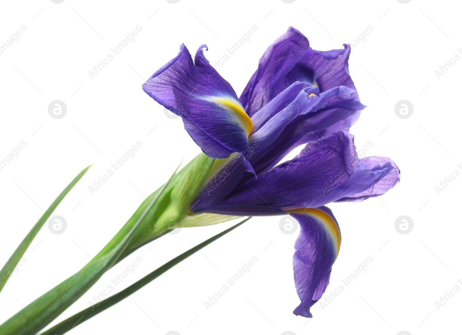 Photo of Beautiful violet iris flower isolated on white