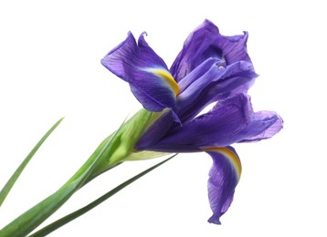 Beautiful violet iris flower isolated on white