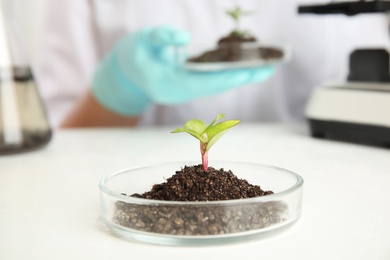 Photo of Green plant with soil in Petri dish and blurred scientist on background. Biological chemistry