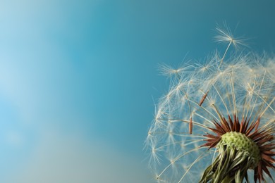 Photo of Beautiful dandelion flower on light blue background, closeup. Space for text