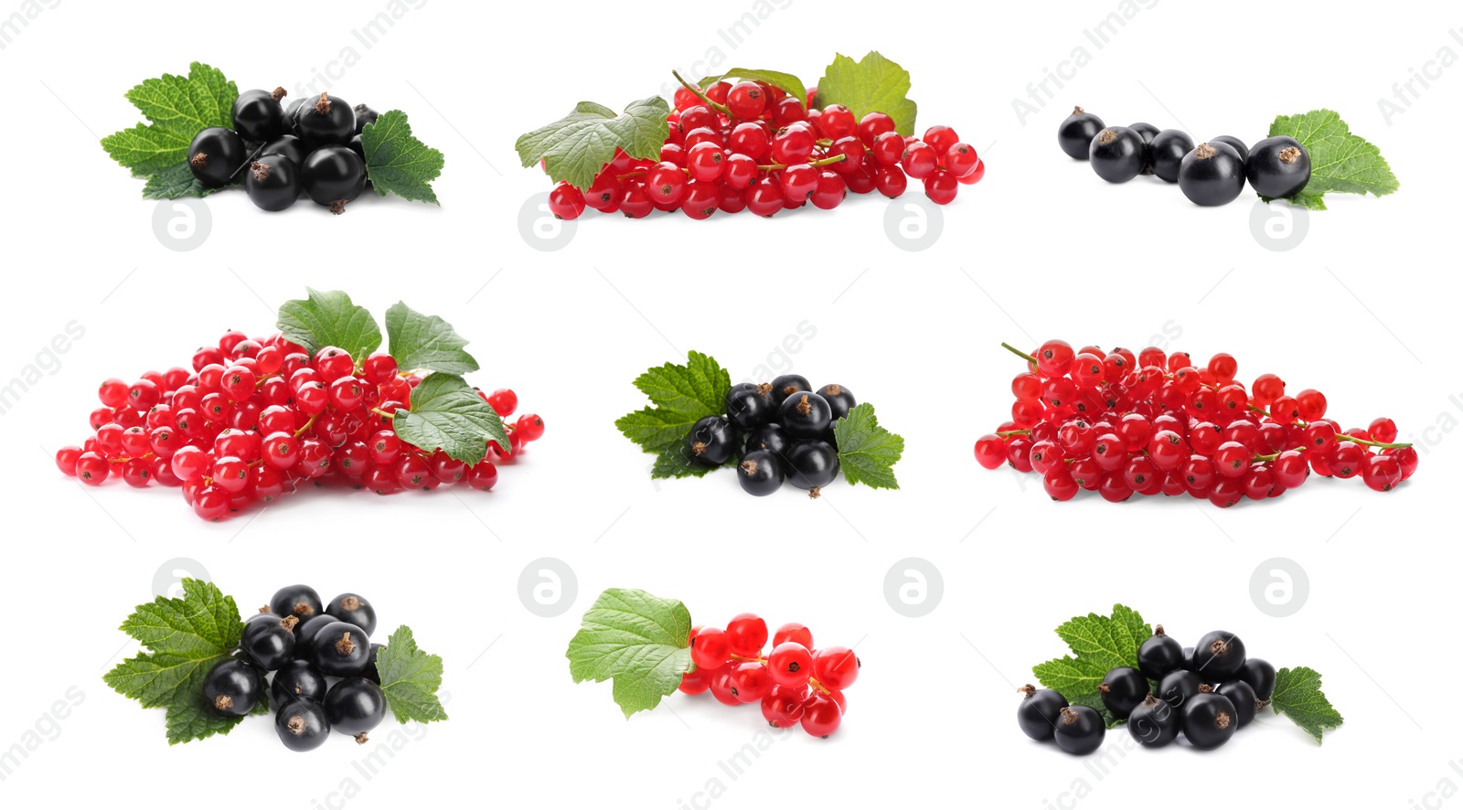 Image of Fresh red and black currants on white background, collection